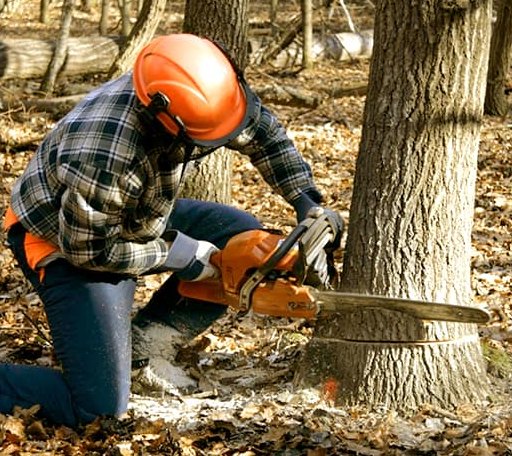 Tree Removal in Aquashicola, PA